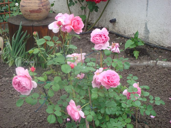 Princess Alexandra of Kent 2013.05.27 (2)