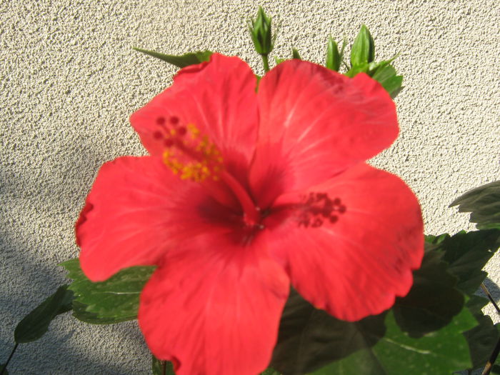 Picture My plants 738 - Hibiscus Cairo Red