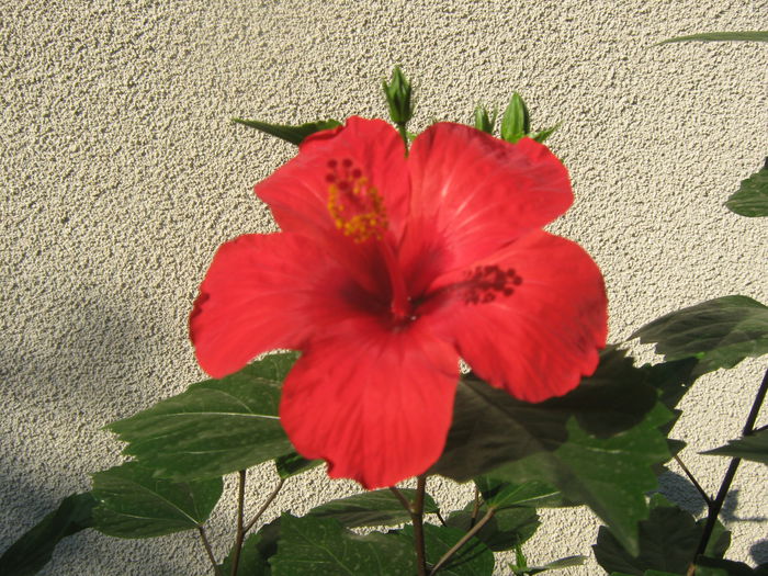 Picture My plants 739 - Hibiscus Cairo Red