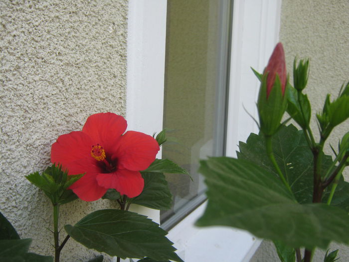 Picture My plants 758 - Hibiscus Cairo Red