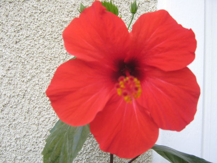 Picture My plants 826 - Hibiscus Cairo Red