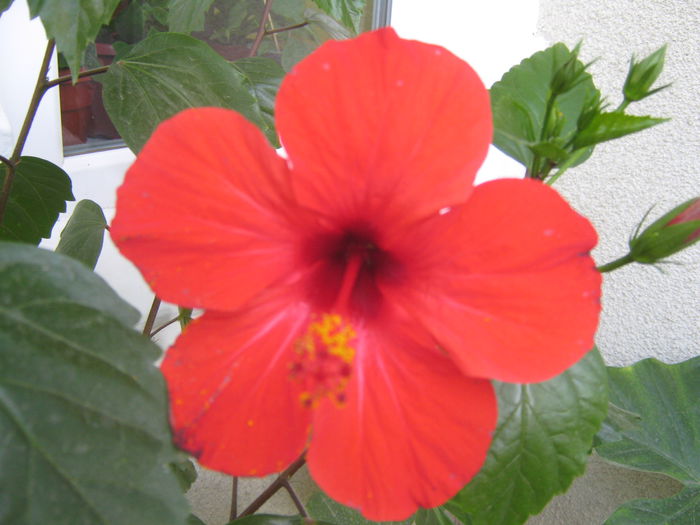 Picture My plants 827 - Hibiscus Cairo Red