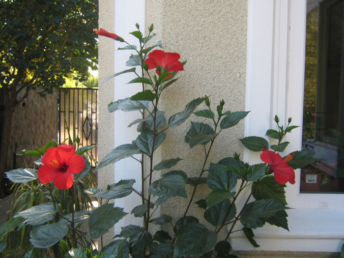 Picture My plants 846 - Hibiscus Cairo Red