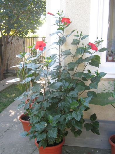 Picture My plants 847 - Hibiscus Cairo Red