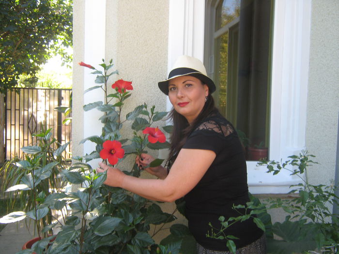 Picture My plants 851 - Hibiscus Cairo Red