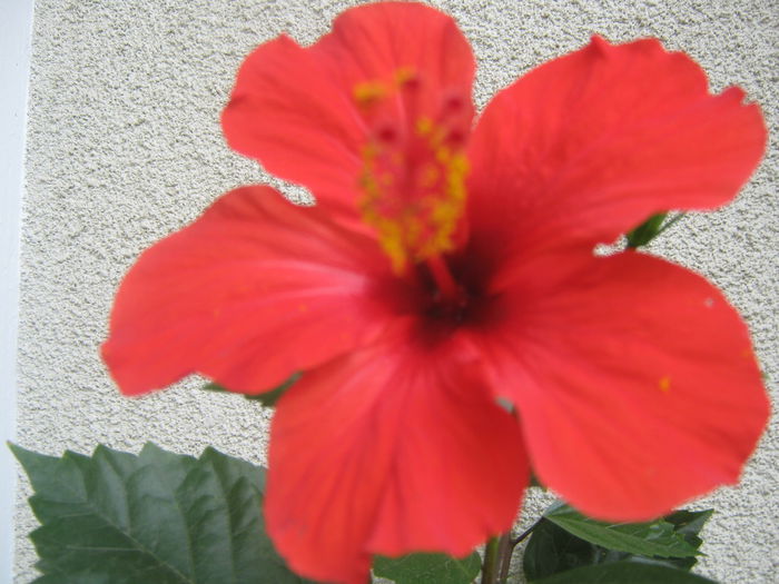 Picture My plants 932 - Hibiscus Cairo Red