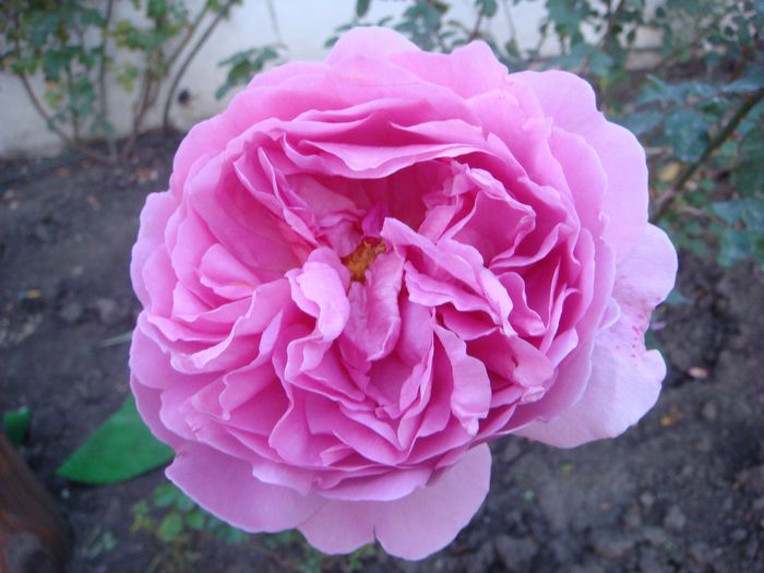 Princess Alexandra of Kent 2013.10.30