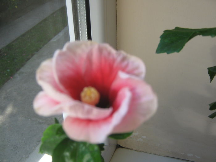 Picture My plants 772 - Hibiscus Pink Dream