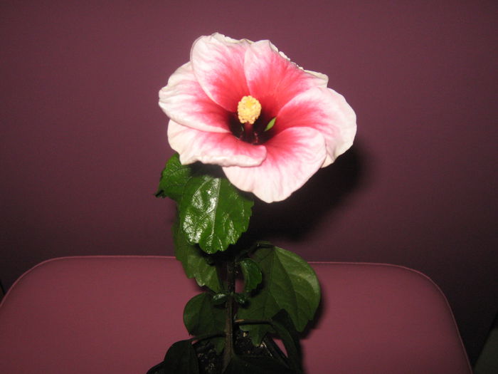 Picture My plants 802 - Hibiscus Pink Dream