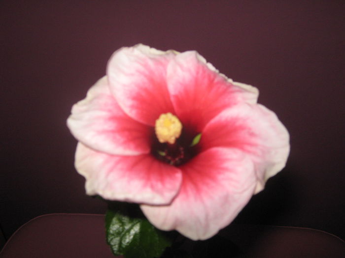 Picture My plants 804 - Hibiscus Pink Dream