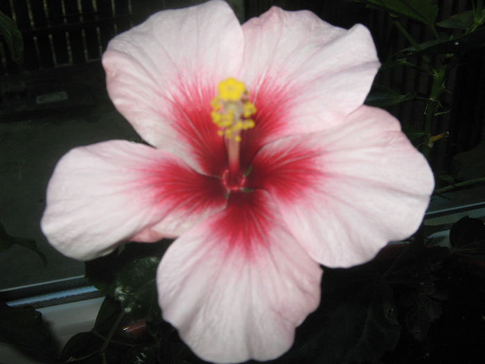 Picture My plants 1604 - Hibiscus Pink Dream