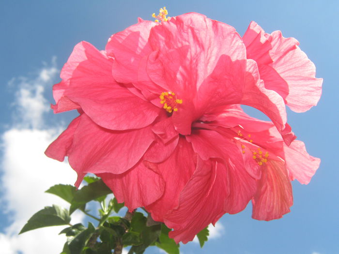 Picture My plants 858 - Hibiscus Classic Corai