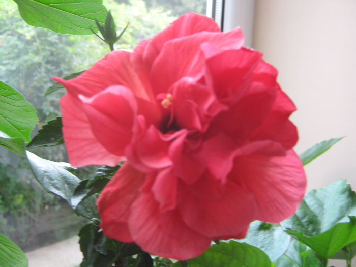 Picture My plants 1131 - Hibiscus Classic Corai