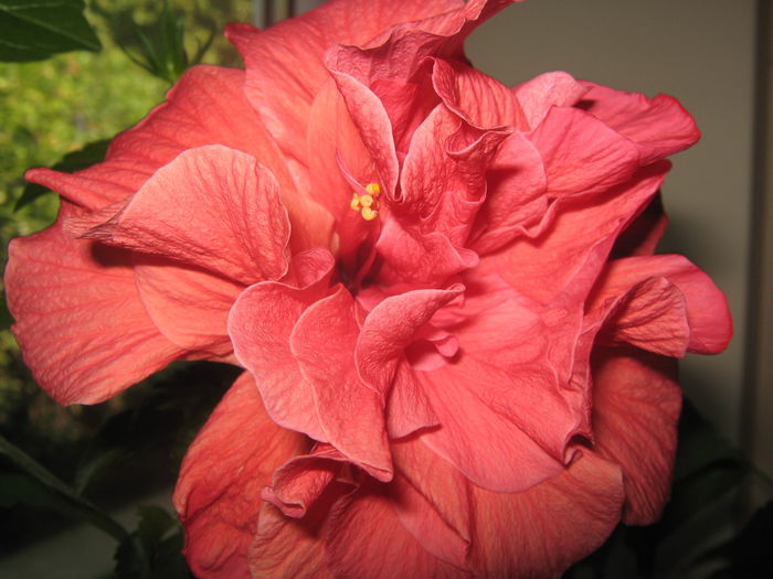 Picture My plants 1132 - Hibiscus Classic Corai