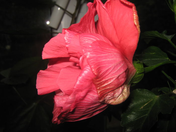 Picture My plants 1126 - Hibiscus Hawkins Pride