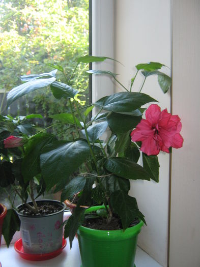 Picture My plants 1477 - Hibiscus Hawkins Pride