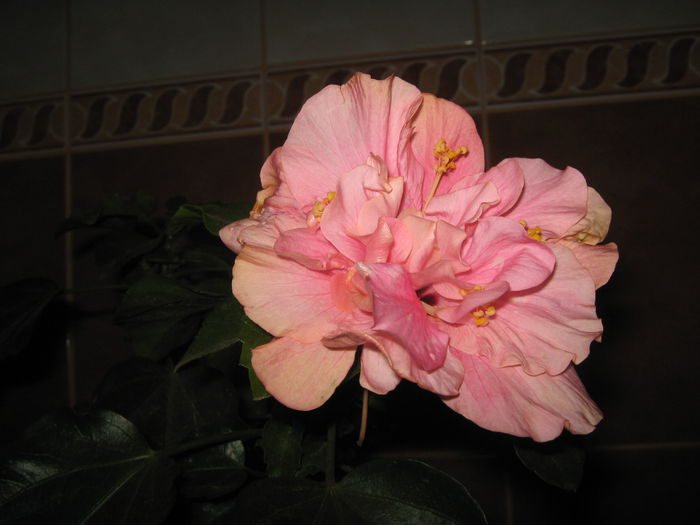 Picture My plants 1304