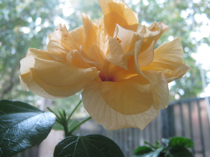 Picture My plants 1730 - Hibiscus Portocaliu Classic