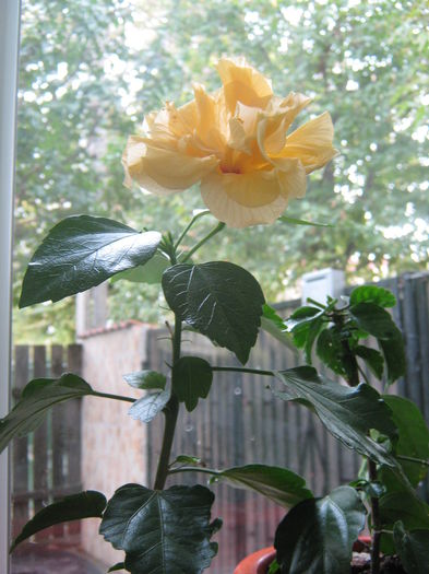 Picture My plants 1731 - Hibiscus Portocaliu Classic