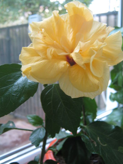 Picture My plants 1734 - Hibiscus Portocaliu Classic