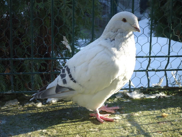 M-2014-2045 - 0-VRdF-19-09-2014-24-05-2015