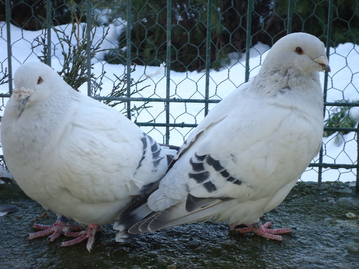 M-2012-13331&M-2014-2045