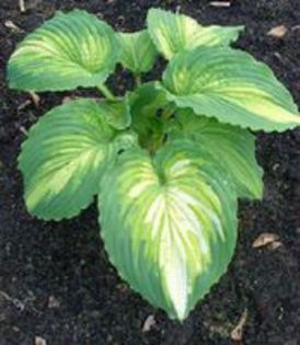 War Paint Hosta,ok - j colectie hemerocallis hosta hortensii