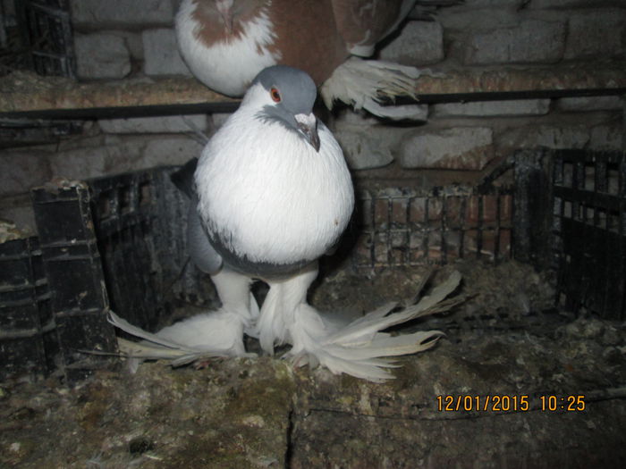 Picture 025 - Matca Gusat de Pomerania pe 2015