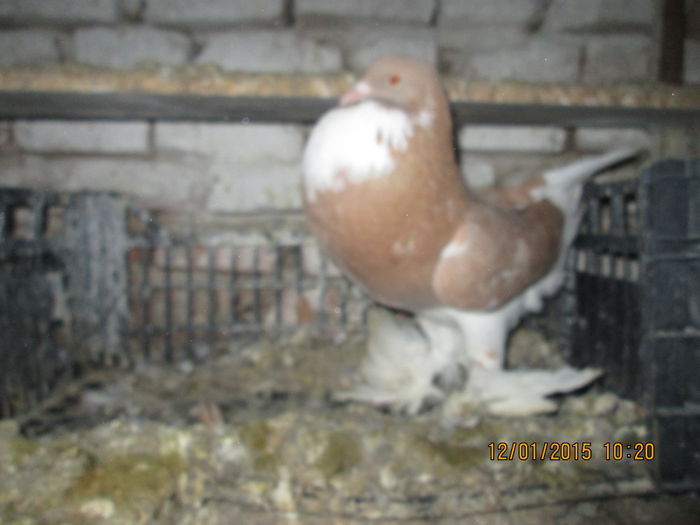 Picture 009