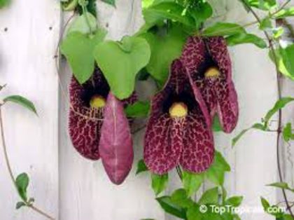 aristolochia giganteea