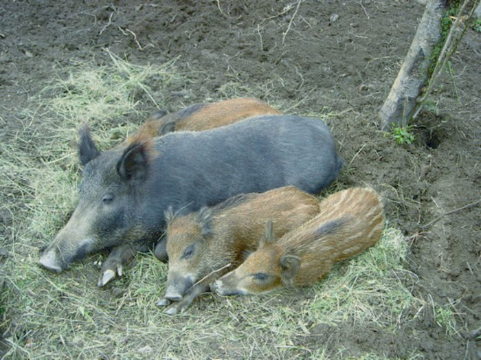 parc_animalier_introd_valle_d_aosta - SCROAFA DUROC