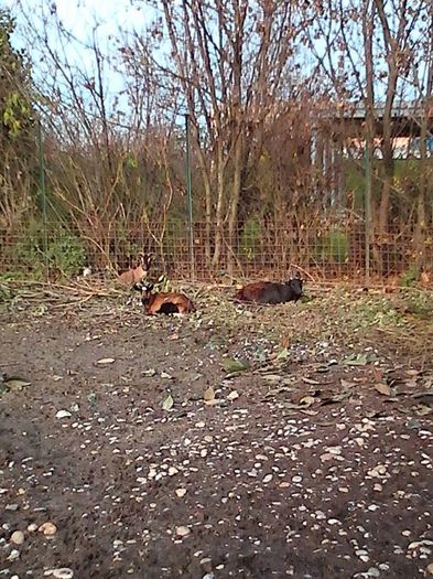 10689414_1524527687824060_4039825563341654293_n