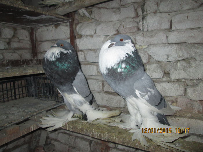 Picture 001