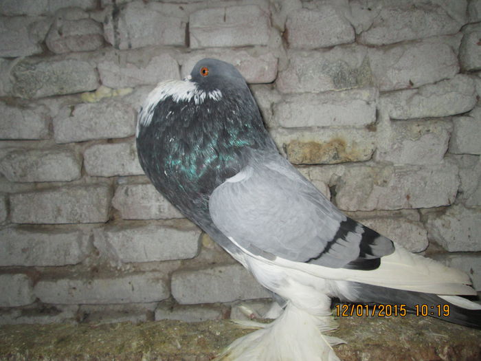 Picture 008