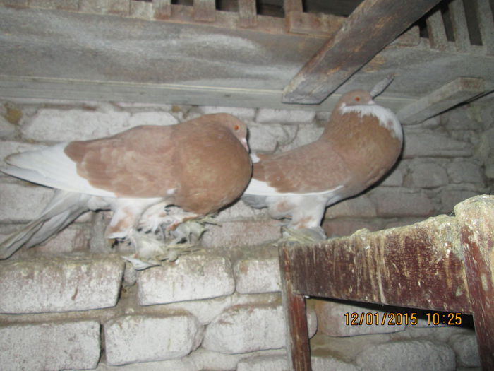 Picture 026