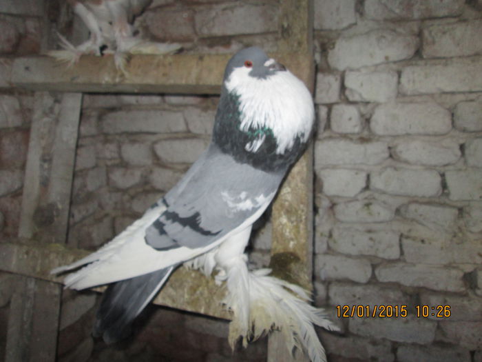Picture 030