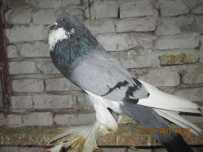 Picture 032