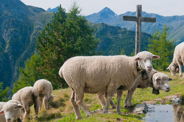 Oi pe muntii Tatra - Rase de oi si capre-Poze deosebite-4