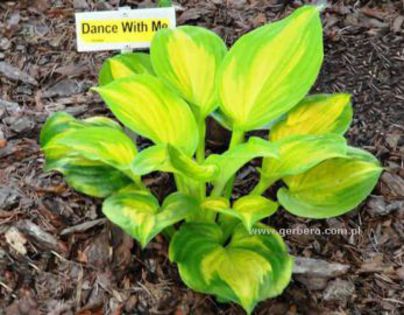 Dance_with_Me Hosta, ok - j colectie hemerocallis hosta hortensii