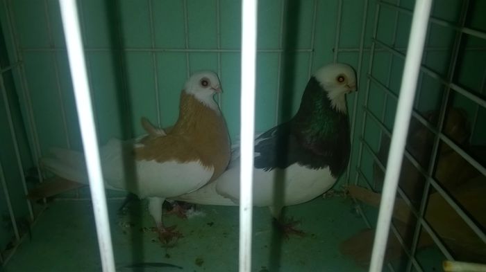 DONATI - Porumbei- amintiri
