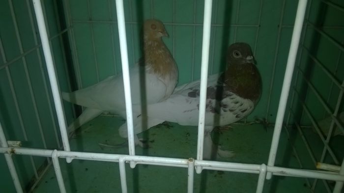 DONATI - Porumbei- amintiri