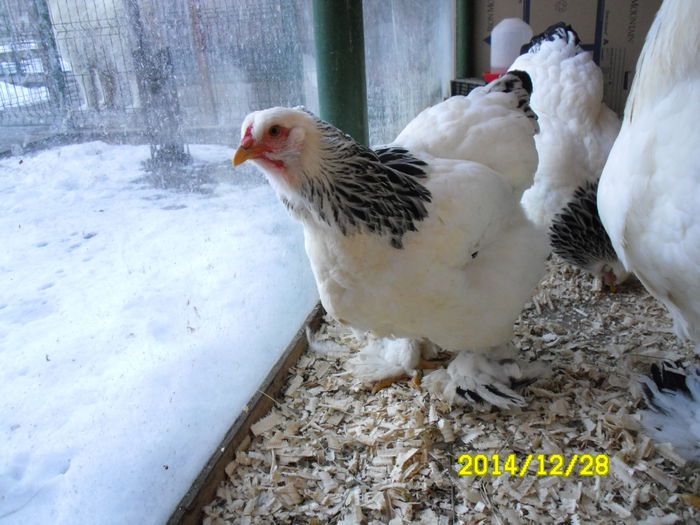 SAM_0649 - brahma matca 2015