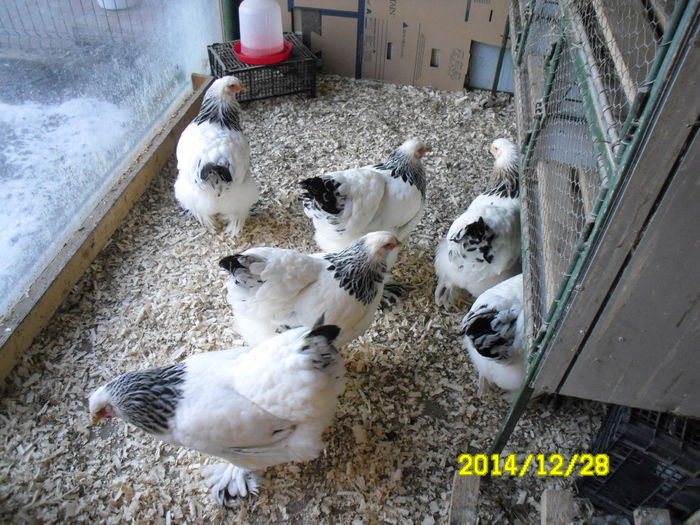 SAM_0651 - brahma matca 2015