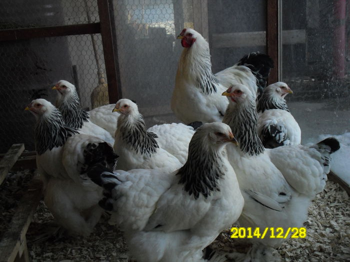 SAM_0658 - brahma matca 2015