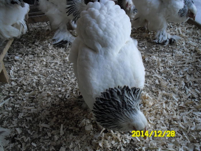 SAM_0665 - brahma matca 2015