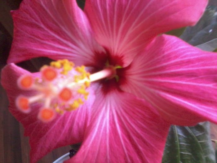 20150110_162102 - 000-hibiscusi deosebiti