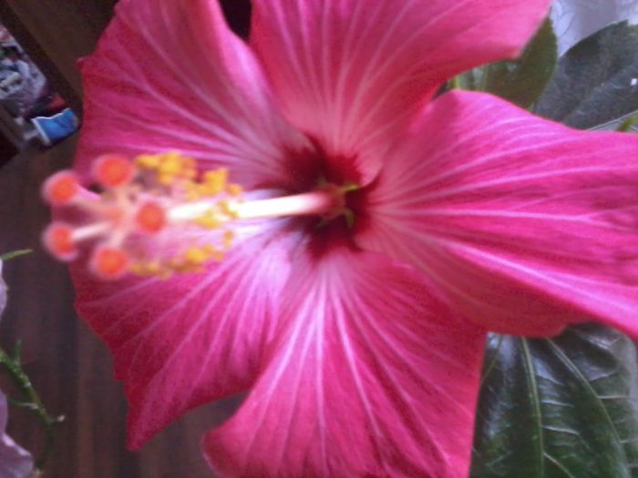 20150110_162107 - 000-hibiscusi deosebiti