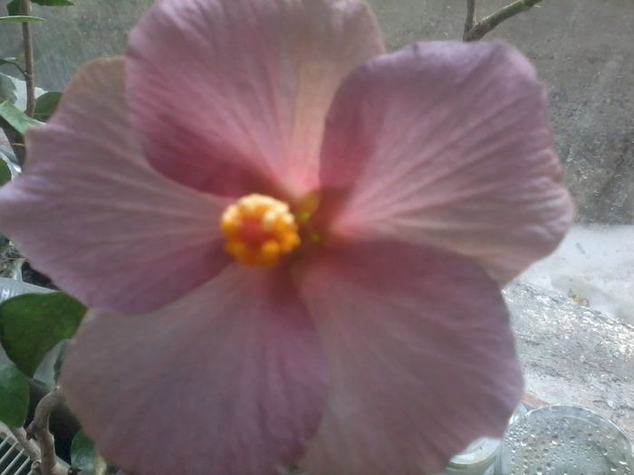 20150109_155247 - 000-hibiscusi deosebiti