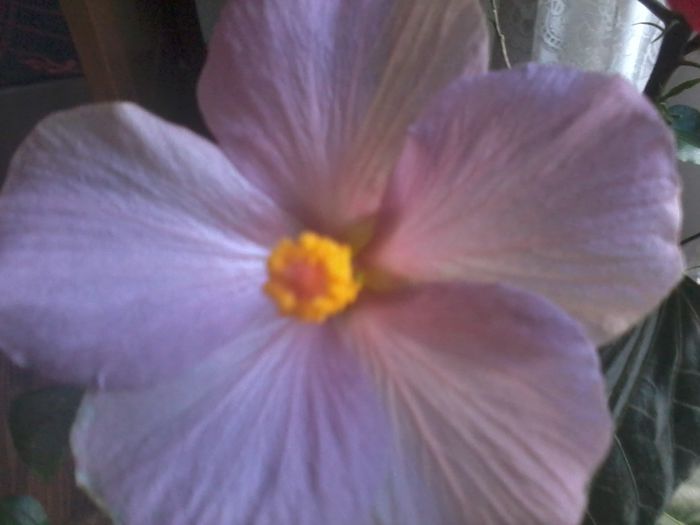 20150110_085202 - 000-hibiscusi deosebiti