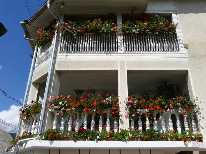 Fotografie-0012; terasele cu muscate 2013.
